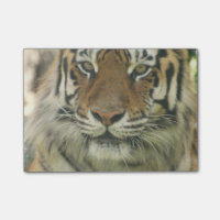 Sumatran Tiger
