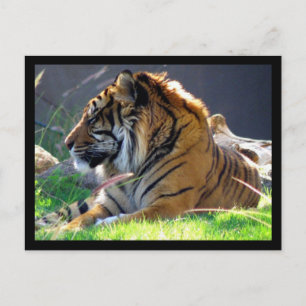 Sumatran Tiger Postcard