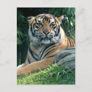sumatran tiger postcard
