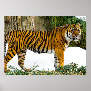 Sumatran Tiger Poster