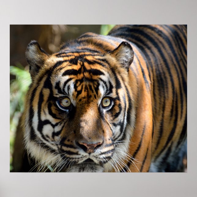 Sumatran Tiger Poster (Front)