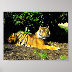 Sumatran tiger poster
