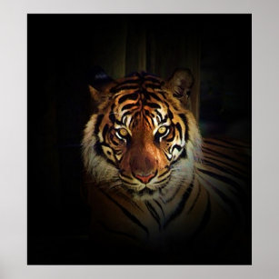 Sumatran Tiger Poster Print