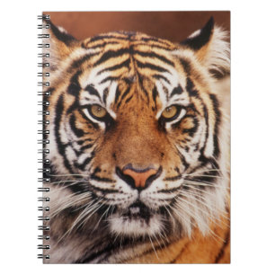 Sumatran Tiger Spiral Notebook