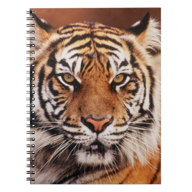 Sumatran Tiger Spiral Notebook (Front)