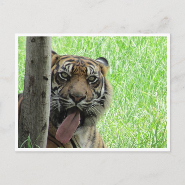 sumatran tiger tongue postcard (Front)