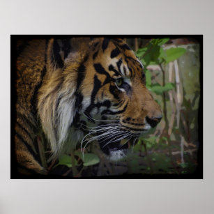 Sumatran Tiger Wildlife Big Cat-Lover Poster