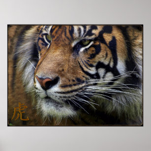 Sumatran Tiger Wildlife Big Cat-Lover Poster
