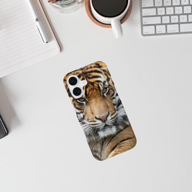 Sumatran Tiger Wildlife Photo (In Situ)