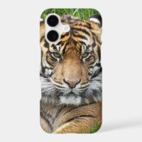 Sumatran Tiger Wildlife Photo