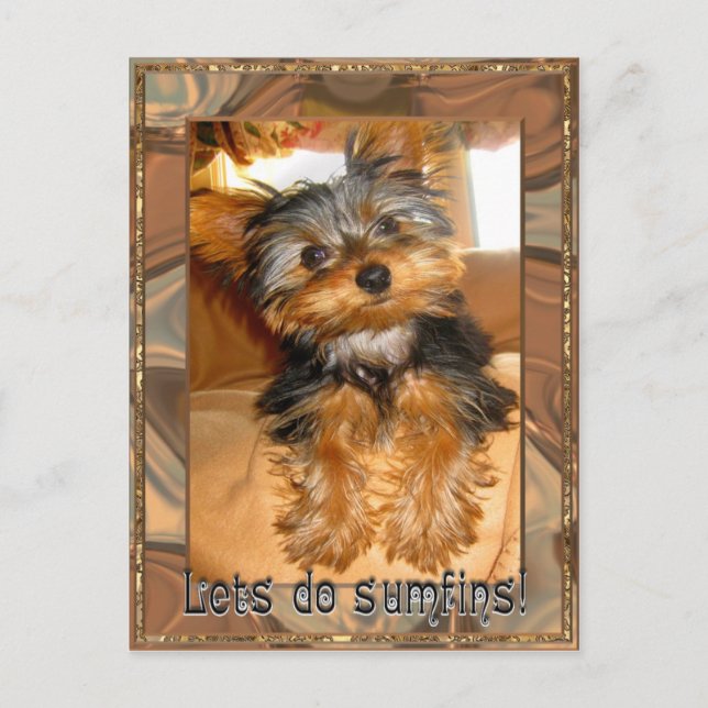 Sumfins Yorkie Postcard (Front)