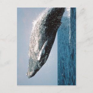 Summary Humpback Whale ( Megaptera novaeangliae ) Postcard