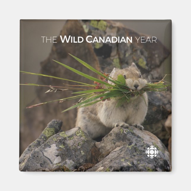 Summer - American Pica Magnet (Front)