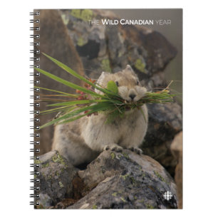 Summer - American Pica Notebook