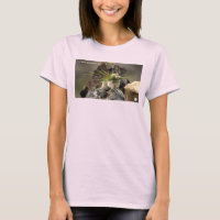 Summer - American Pica Women's