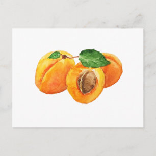 Summer apricots watercolor postcard