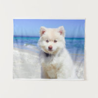 Summer Beach White Spitz Samoyed Pet Dog Canine