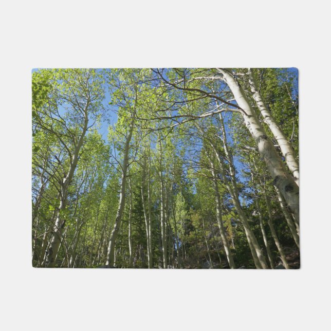 Summer Birch Trees at Rocky Mountain Doormat (Front)