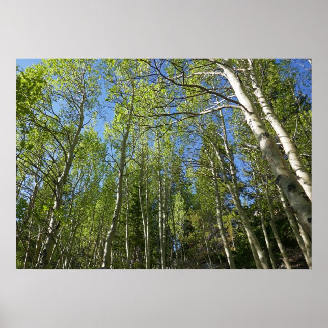 Summer Birch Trees at Rocky Mountain Poster (Front)