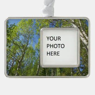 Summer Birch Trees at Rocky Mountain Silver Plated Framed Ornament