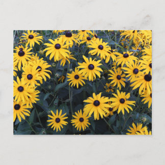 Summer Black-eyed Susan Wildflowers Postcard