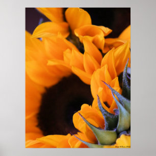 Summer Bright Sunflower Poster