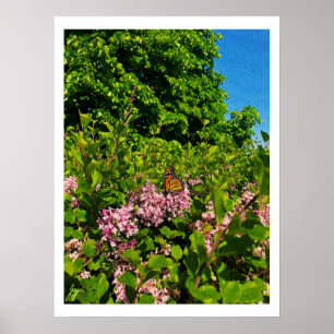 Summer Butterfly Print