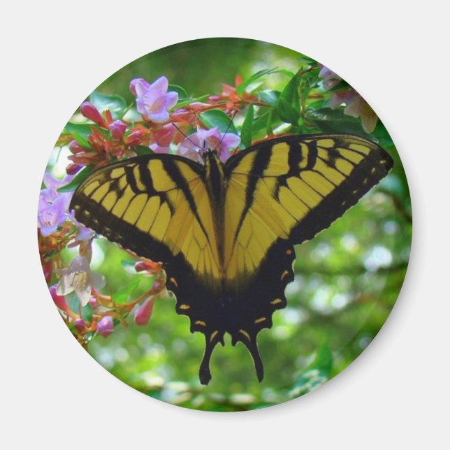 Summer Colors Magnet (Front)