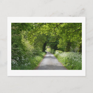 Summer Country Road: Cheshire  Postcard