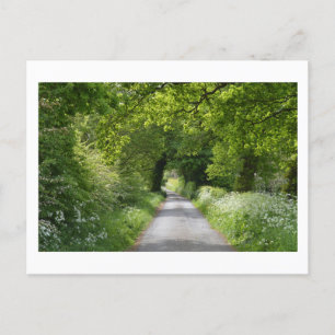 Summer Country Road Postcard