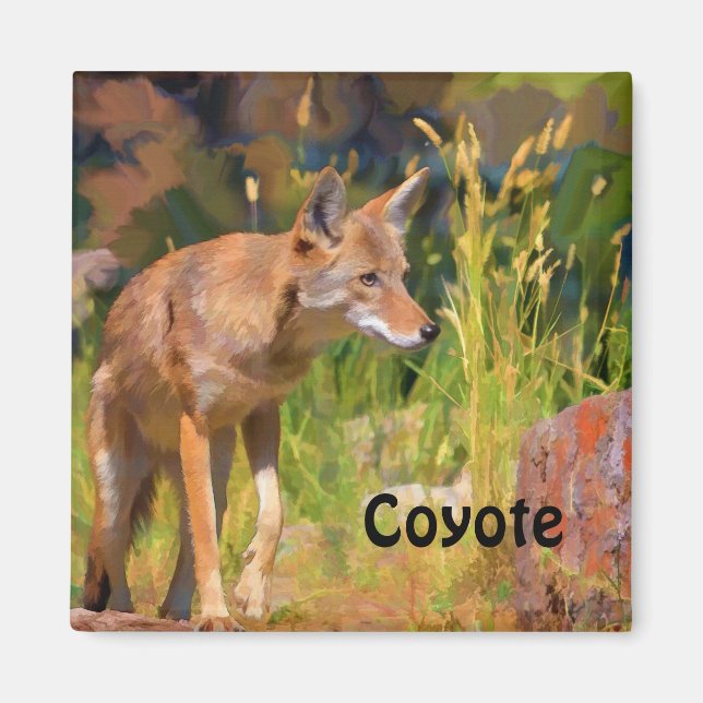 Summer Coyote Wildlife Painting Magnet (Front)