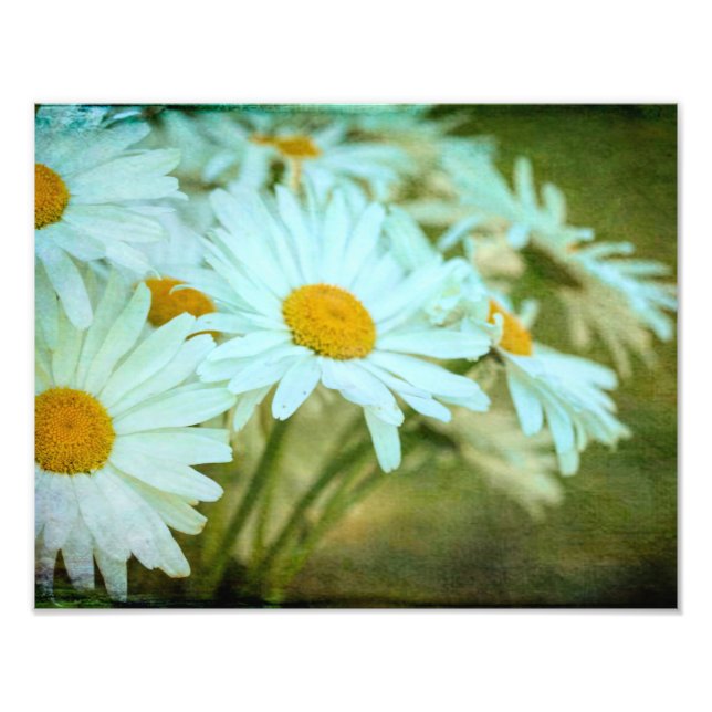 Summer Daisy Photo Enlargement Print (Front)