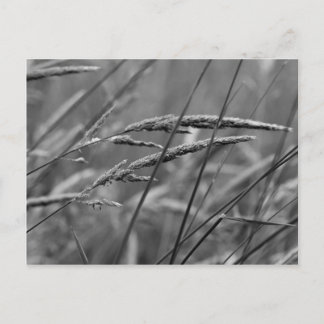 Summer Day Dreams Postcard