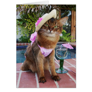 Summer Days Featuring Summer the Cat