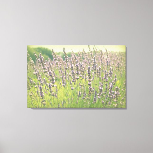 Summer Dreams Canvas Print (Front)