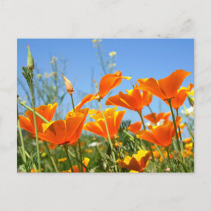 Summer feeling of wild orange flowers. postcard