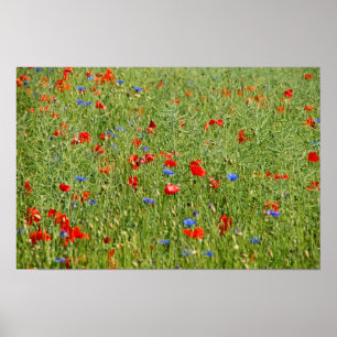 Summer field with red and blue flowers poster
