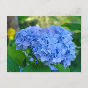Summer Floral Garden Postcard Blue Hydrangea