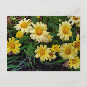 Summer flower postcard