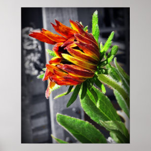 Summer Flower Poster