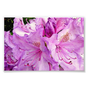 Summer Flowers Photo Print