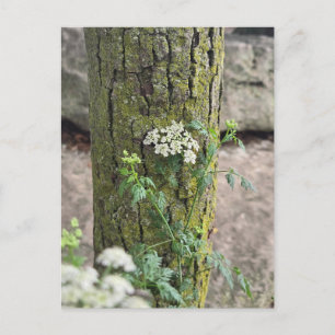 Summer flowers postcard