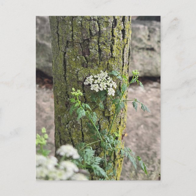 Summer flowers postcard (Front)