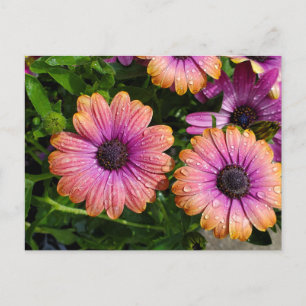 Summer flowers postcard