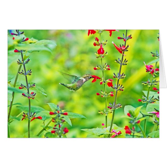 Summer Garden (Front Horizontal)