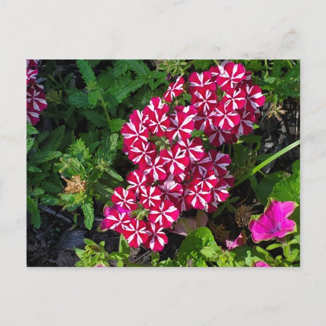 Summer Garden Postcard (Front)