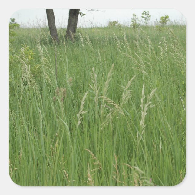 Summer Grass Sticker by H.A.S. Arts (Front)