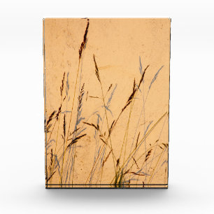Summer Grasses And Shadows Postcard Poster Acrylic Photo Block