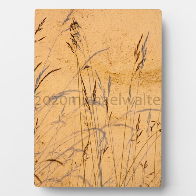 Summer Grasses And Shadows Postcard Poster Acrylic Plaque (Front)