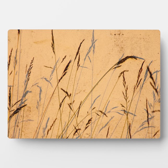 Summer Grasses And Shadows Postcard Poster Acrylic Plaque (Front)